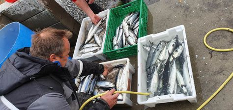 Fangst av fisk som skylles