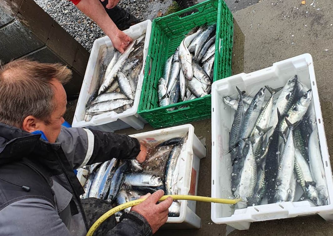Fangst av fisk som skylles