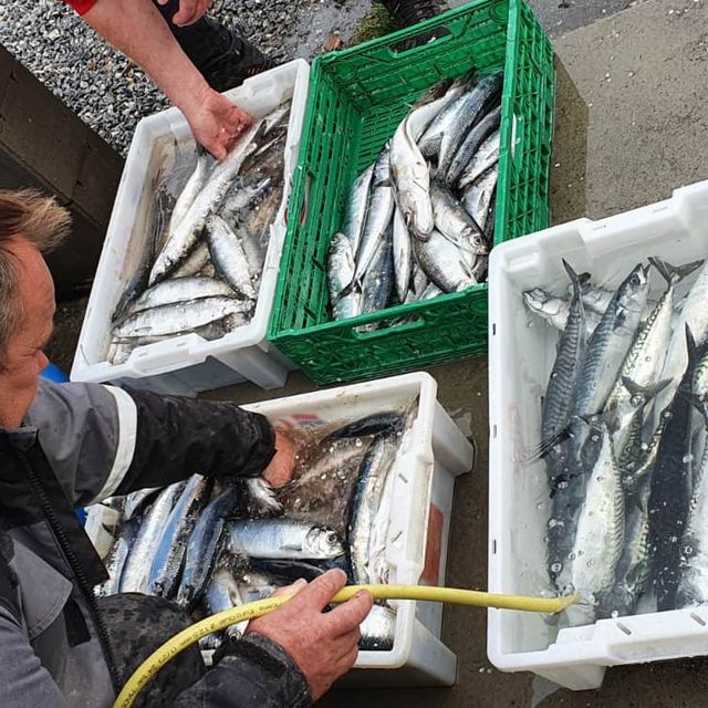 Fangst av fisk som skylles