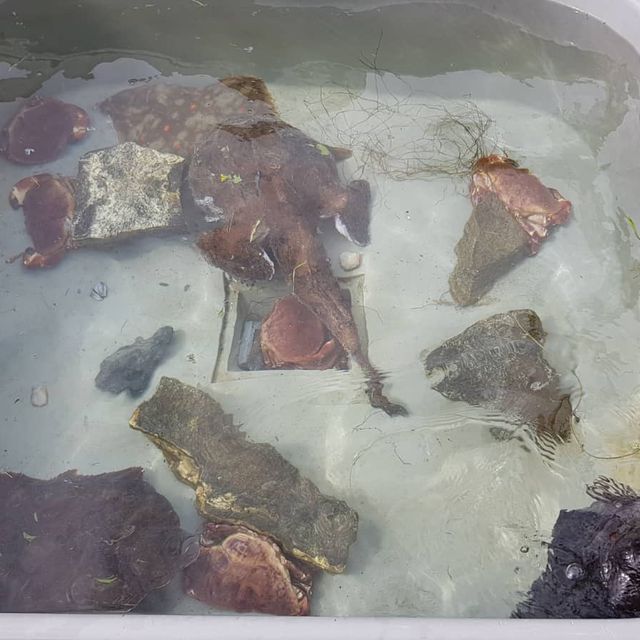 Diverse fangst fra havet i et kar