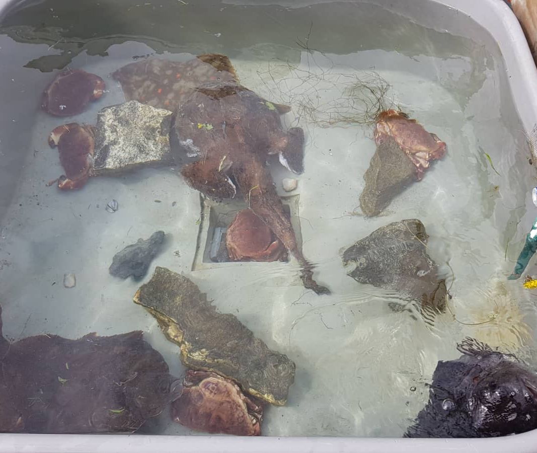 Diverse fangst fra havet i et kar